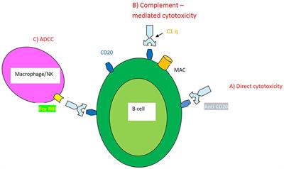 Treating Autoimmune-Related Interstitial Lung Disease With B Cell Depletion